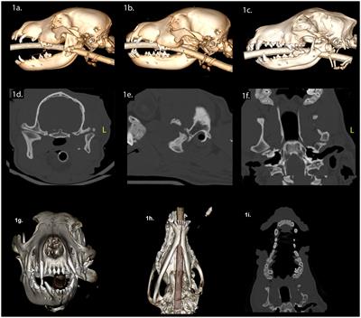 Repair and remodeling of the mandibular head of the condylar process in four immature dogs